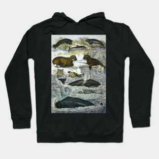 Vintage Whales and Walruses Hoodie